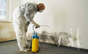 Best Mold Odor Removal Services  in Alpine, TX